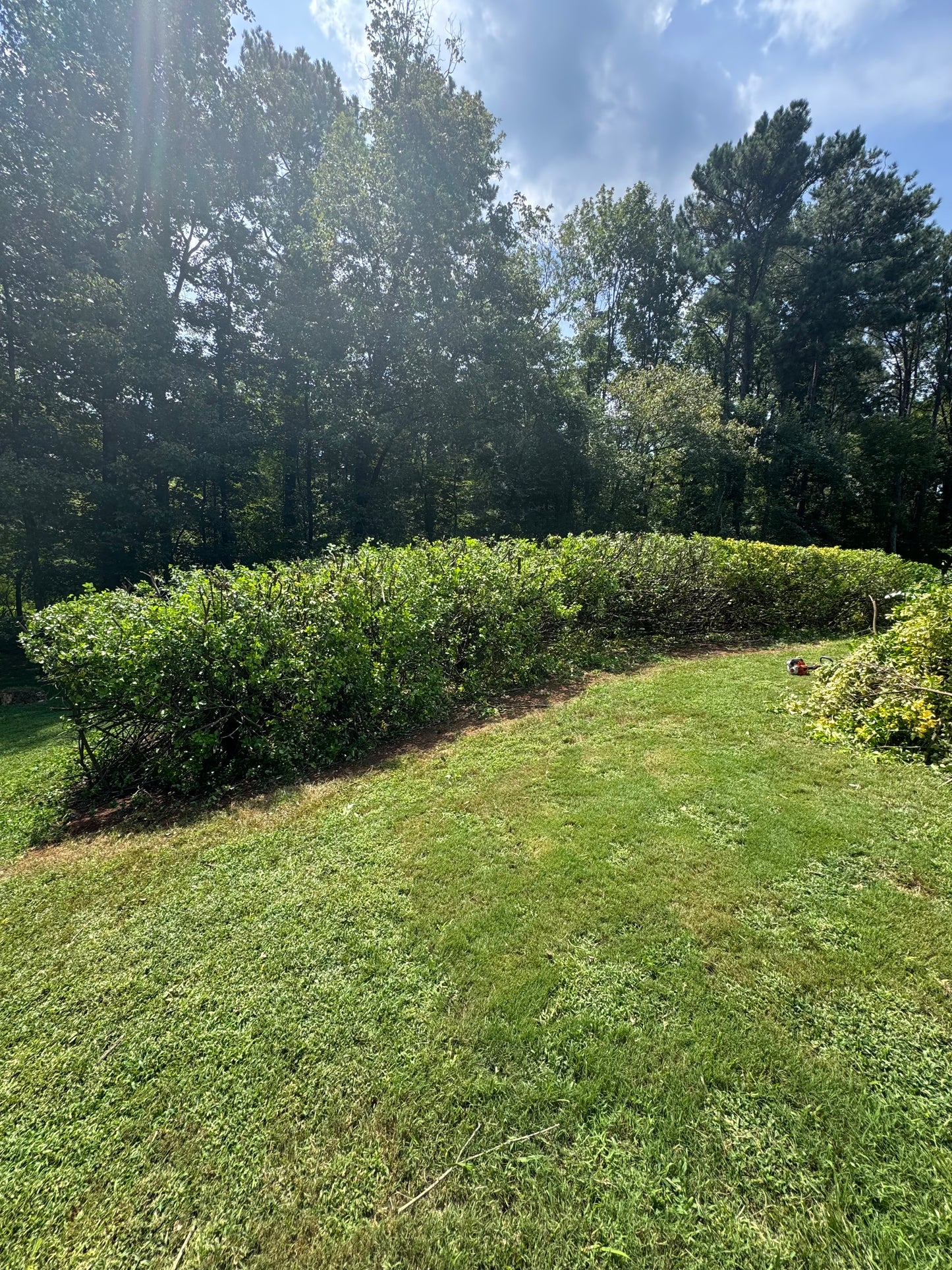 Hedge Trimming