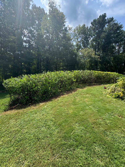 Hedge Trimming